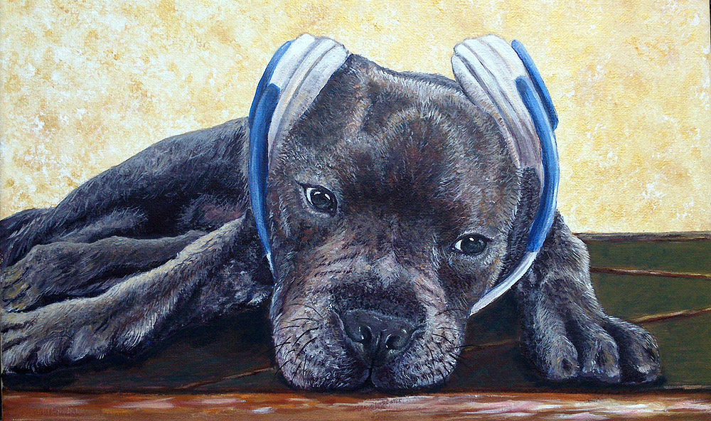 Pitbull - Acrilico su tela 30x40